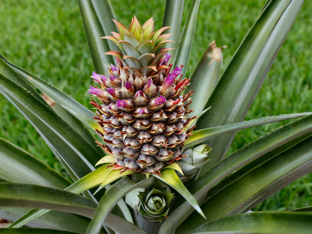 Pineapple Plant